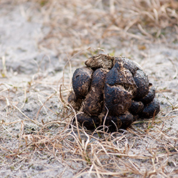 From the Farmer's Mouth: Poop Power